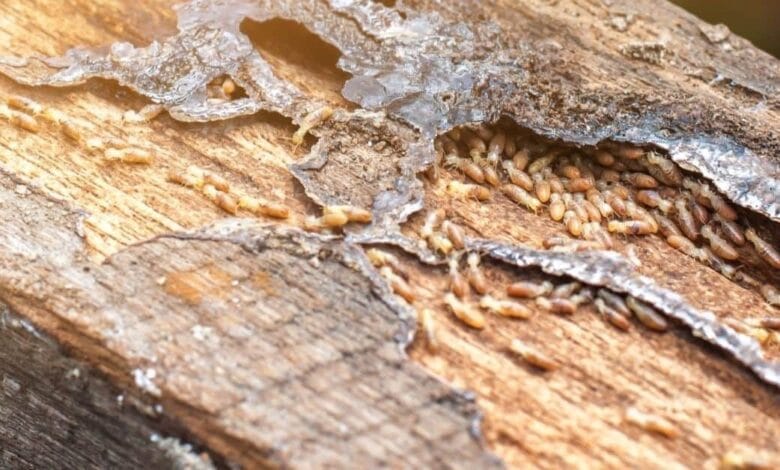 شركة مكافحة حشرات بالرياض