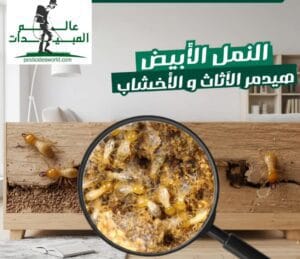أفضل شركة مكافحة حشرات بالرياض