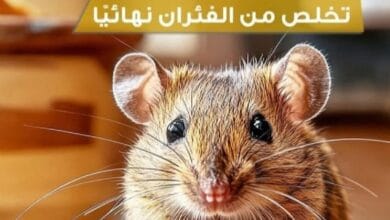 إبادة فئران وجرذان في الرياض بضمان معتمد.
