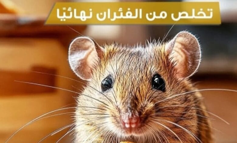 إبادة فئران وجرذان في الرياض بضمان معتمد.