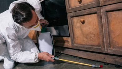 شركة مكافحة حشرات بحي الياسمين