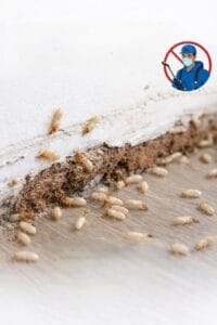 مكافحة النمل الأبيض والوزغ بحي الياسمين