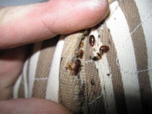 مكافحة بق الفراش بحي حطين بالرياض 0508725250 شركة قوة الطبيعة.