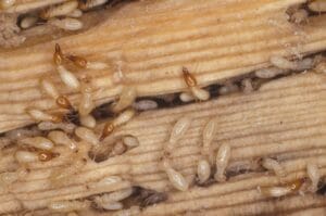 شركة مكافحة النمل الأبيض والأرضة بحي القيروان بضمان حقيقي ومتابعة دورية - 0508725250