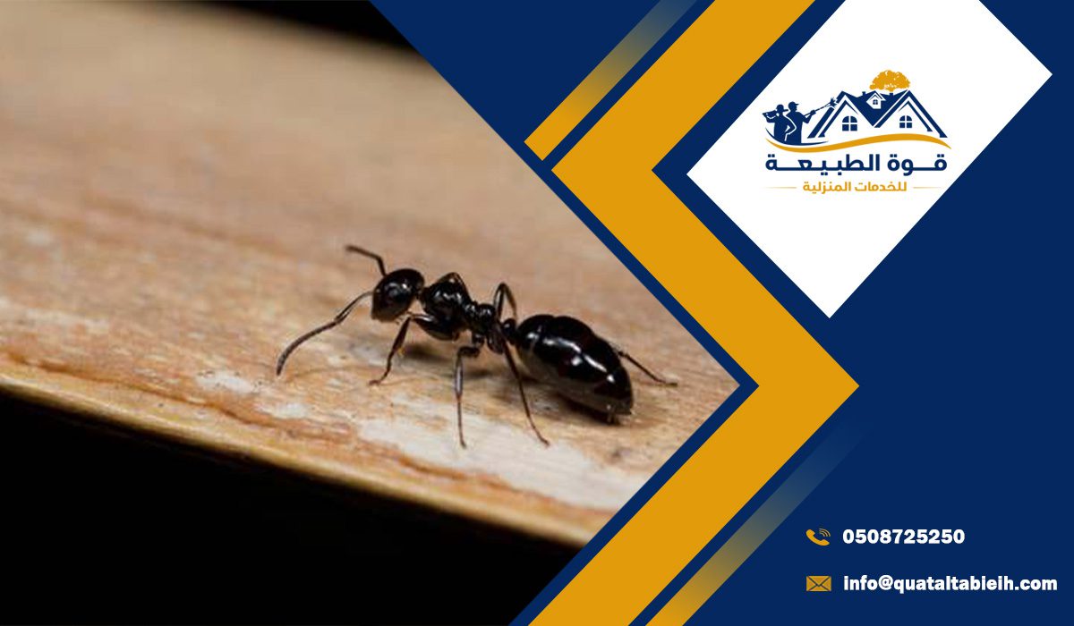 أفضل شركة مكافحة النمل الاسود بالرياض