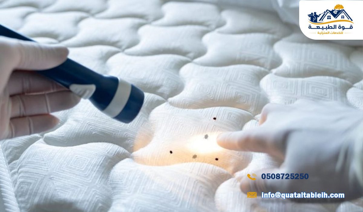 الوقاية من بق الفراش بعد المكافحة في الرياض