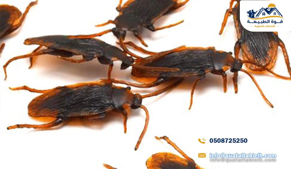 أفضل شركة مكافحة صراصير في حي الواحة بالرياض