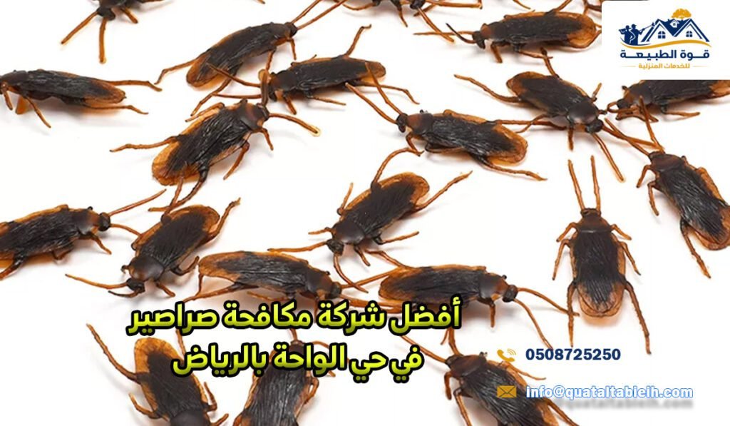 أفضل شركة مكافحة صراصير في حي الواحة بالرياض