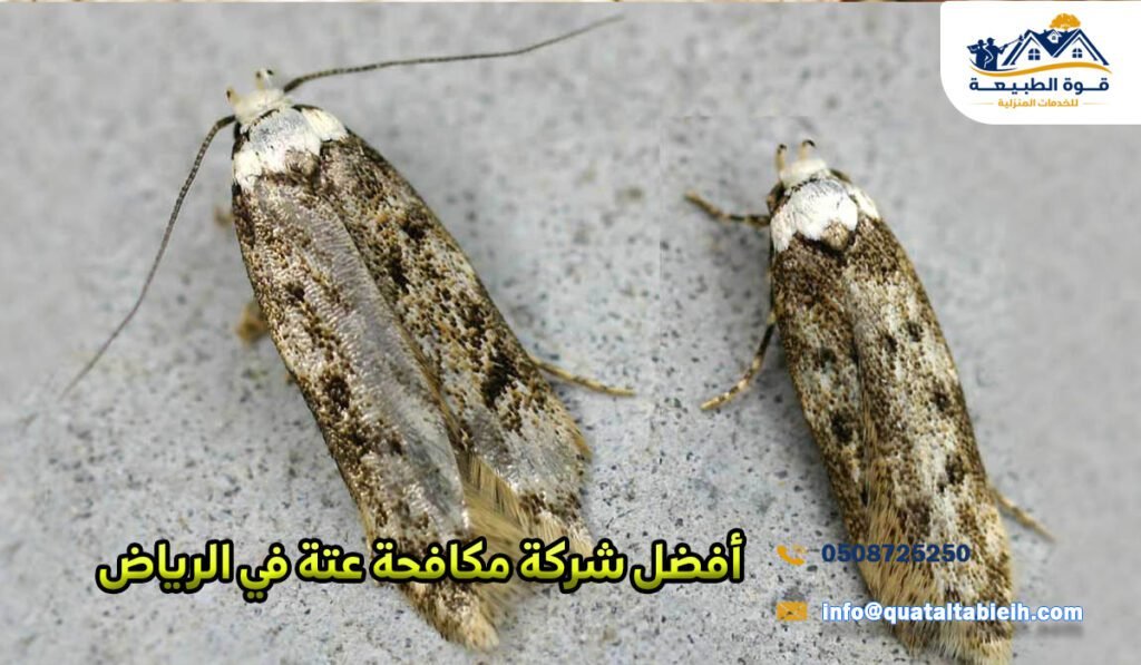 أفضل شركة مكافحة عتة في الرياض