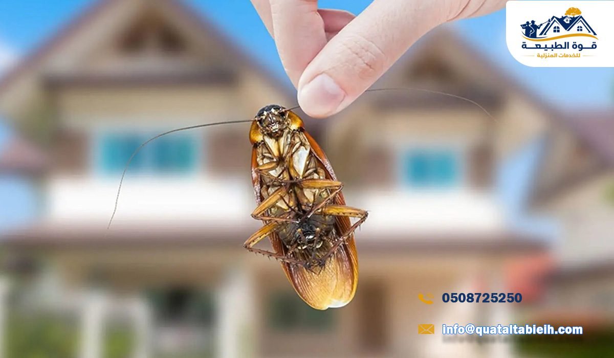 اسعار أفضل شركة مكافحة صراصير في حي الندوة بالرياض