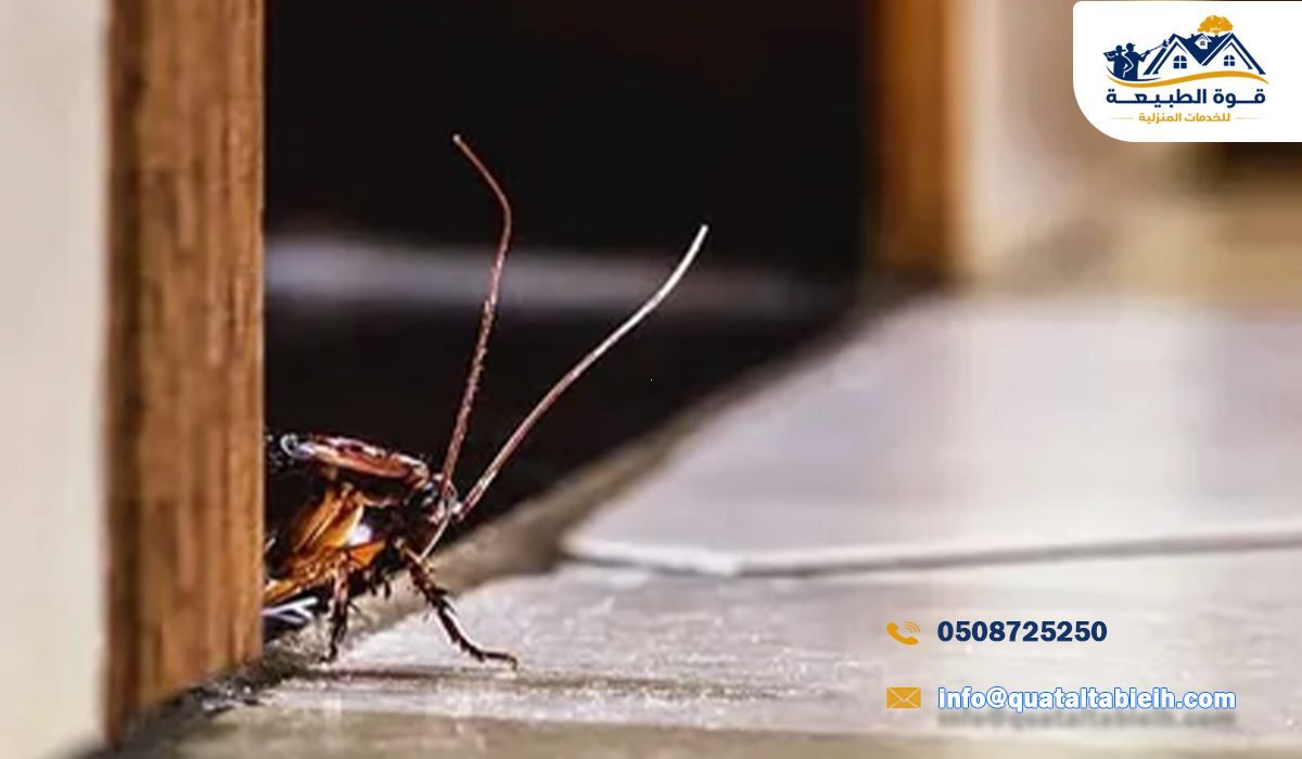 خطوات مكافحة الصراصير في الرياض
