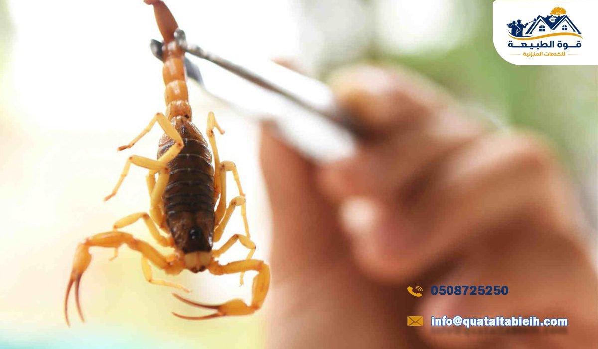 ما أسباب ظهور العقارب في الرياض؟