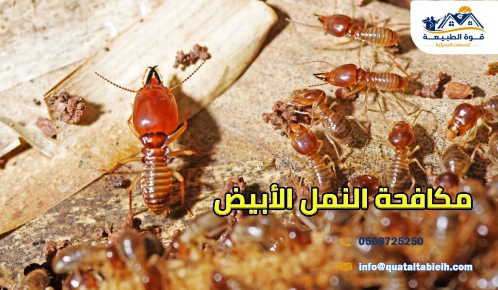 مكافحة النمل الأبيض في الرياض