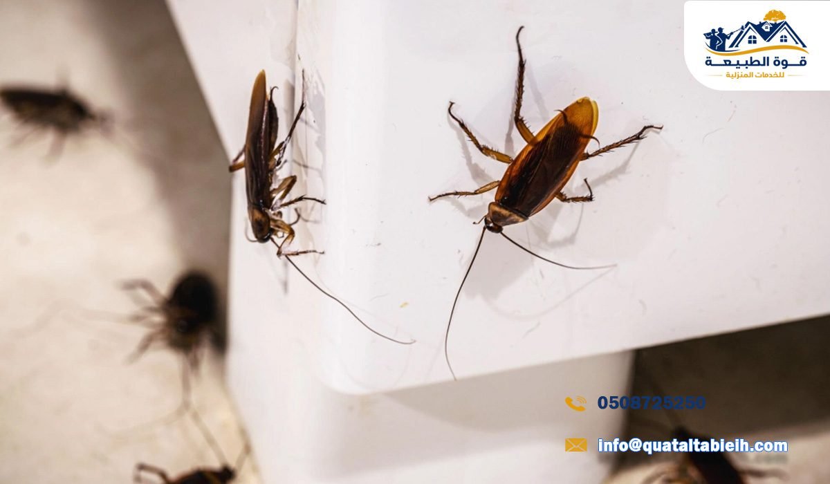 أفضل شركة مكافحة صراصير في حي العزيزية بالرياض