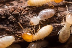 29c7eedf93e2fbfe9c10f19aa090fa7b 29c7eedf93e2fbfe9c10f19aa090fa7b